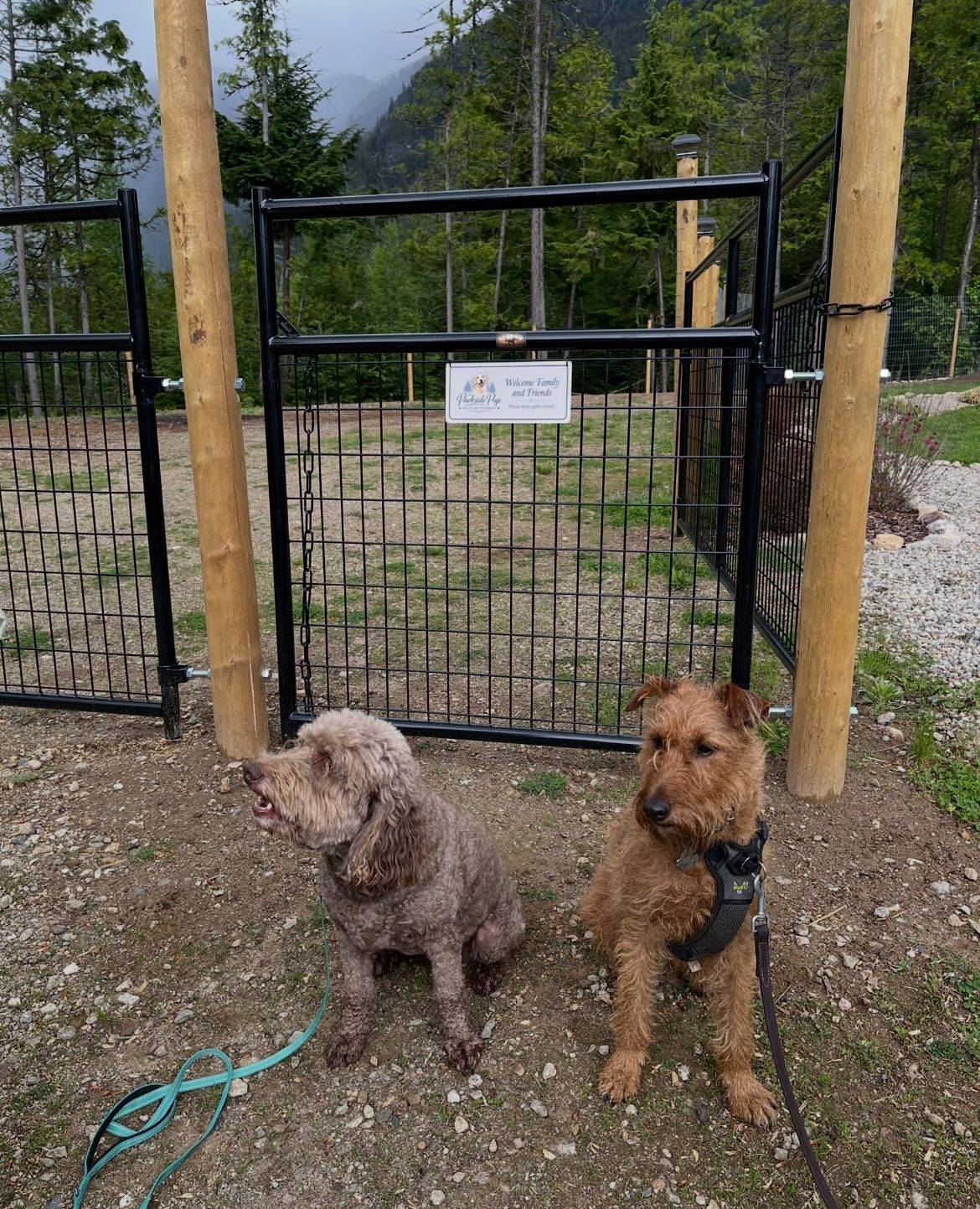 Two dogs at the property gate